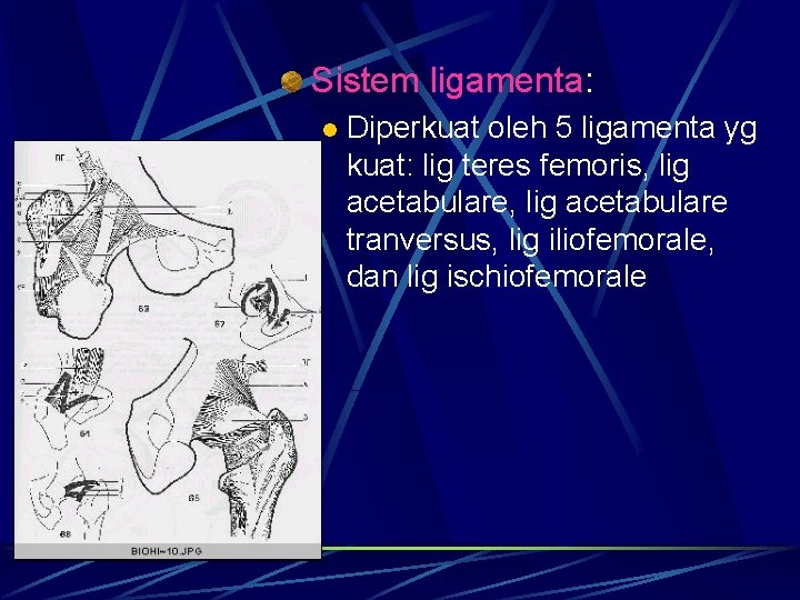 Sistem ligamenta: l Diperkuat oleh 5 ligamenta yg kuat: lig teres femoris, lig acetabulare Sistem ligamenta: l Diperkuat oleh 5 ligamenta yg kuat: lig teres femoris, lig acetabulare