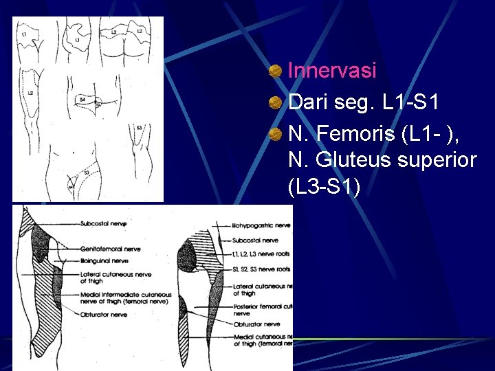 Innervasi Dari seg. L 1 -S 1 N. Femoris (L 1 - ), N.