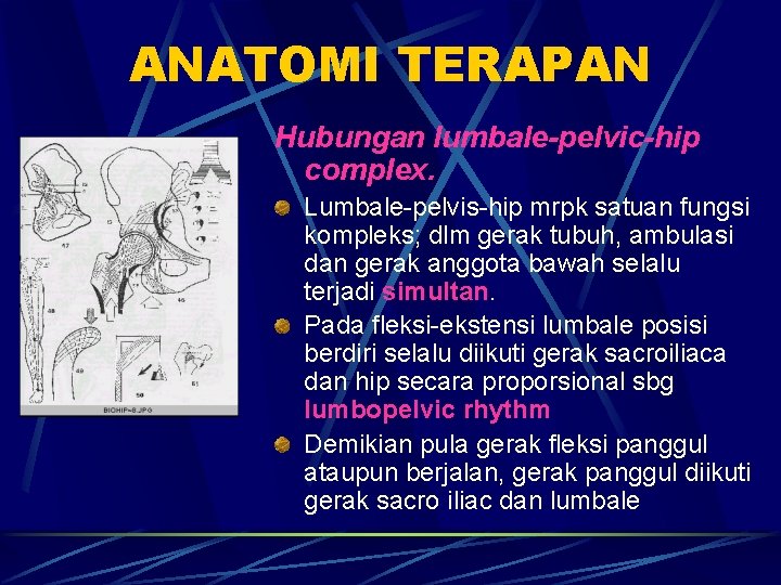 ANATOMI TERAPAN Hubungan lumbale-pelvic-hip complex. Lumbale-pelvis-hip mrpk satuan fungsi kompleks; dlm gerak tubuh, ambulasi ANATOMI TERAPAN Hubungan lumbale-pelvic-hip complex. Lumbale-pelvis-hip mrpk satuan fungsi kompleks; dlm gerak tubuh, ambulasi