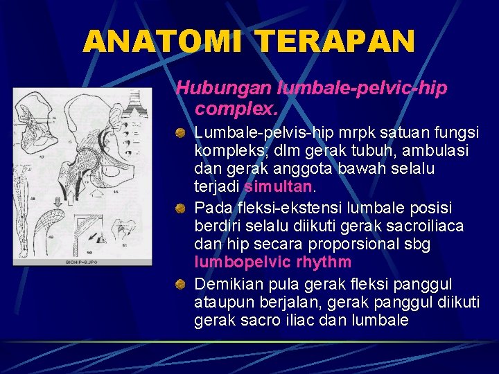 ANATOMI TERAPAN Hubungan lumbale-pelvic-hip complex. Lumbale-pelvis-hip mrpk satuan fungsi kompleks; dlm gerak tubuh, ambulasi