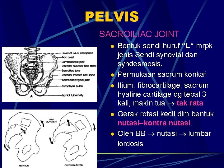 PELVIS SACROILIAC JOINT l l l Bentuk sendi huruf “L“ mrpk jenis Sendi synovial