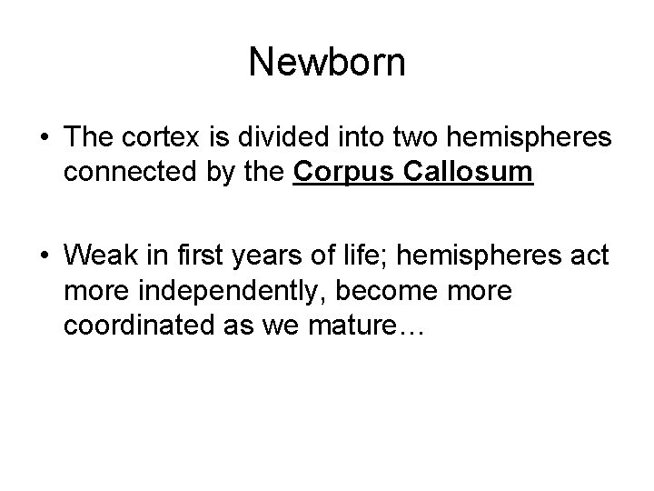 Newborn • The cortex is divided into two hemispheres connected by the Corpus Callosum