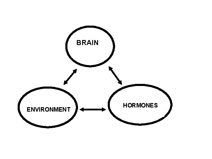 BRAIN ENVIRONMENT HORMONES 