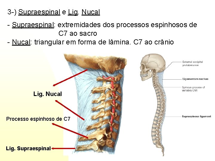 3 -) Supraespinal e Lig. Nucal - Supraespinal: extremidades dos processos espinhosos de C