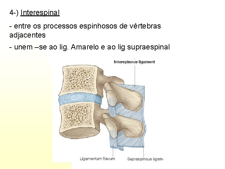4 -) Interespinal - entre os processos espinhosos de vértebras adjacentes - unem –se