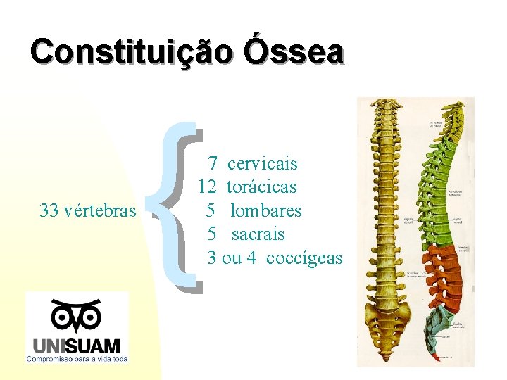 Constituição Óssea 33 vértebras { 7 cervicais 12 torácicas 5 lombares 5 sacrais 3
