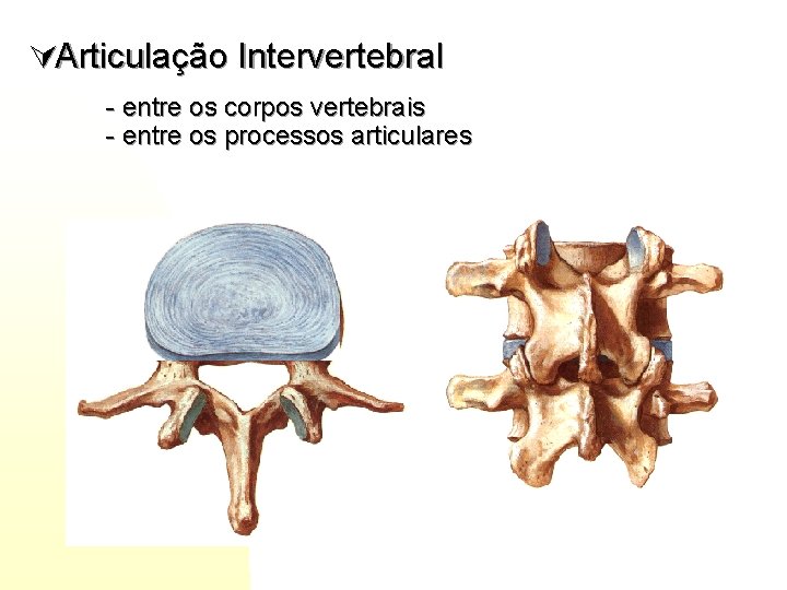 ÚArticulação Intervertebral - entre os corpos vertebrais - entre os processos articulares 