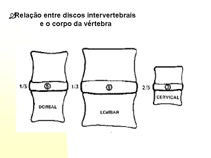  Relação entre discos intervertebrais e o corpo da vértebra 