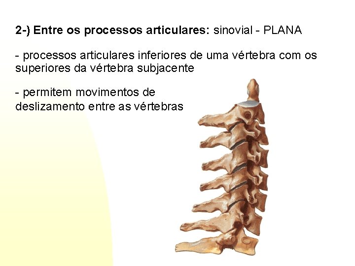 2 -) Entre os processos articulares: sinovial - PLANA - processos articulares inferiores de