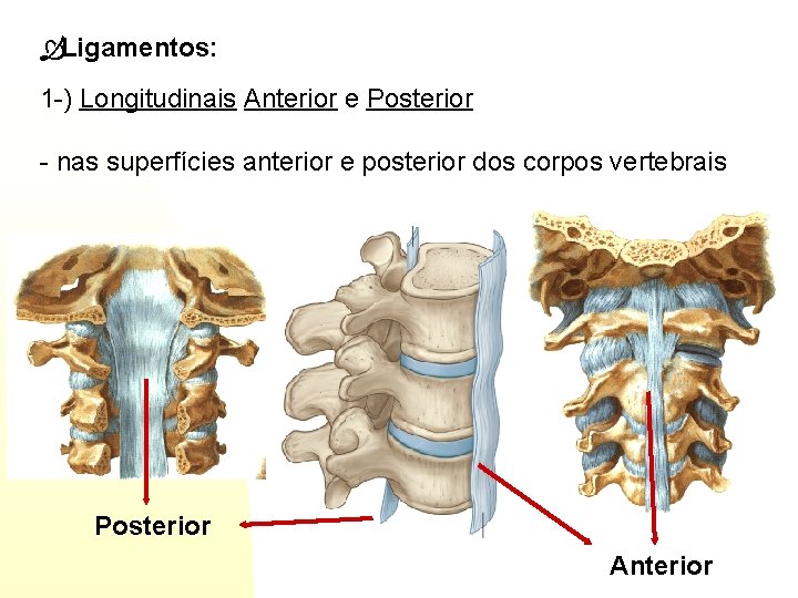  Ligamentos: 1 -) Longitudinais Anterior e Posterior - nas superfícies anterior e posterior