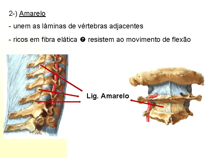 2 -) Amarelo - unem as lâminas de vértebras adjacentes - ricos em fibra