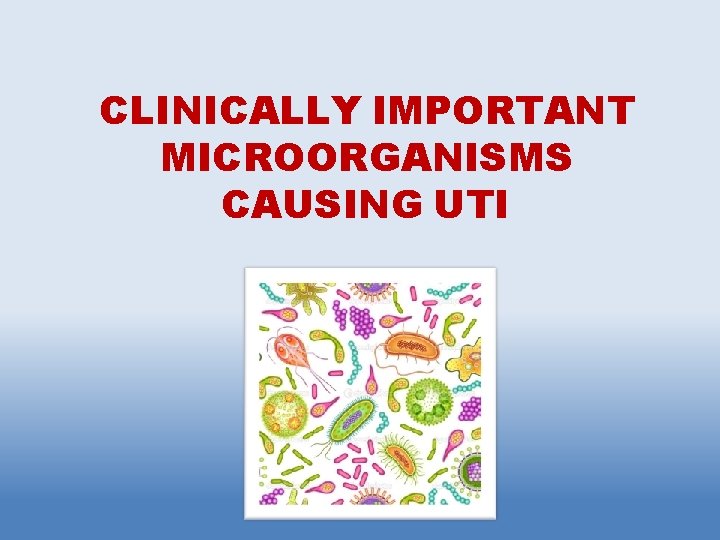 CLINICALLY IMPORTANT MICROORGANISMS CAUSING UTI 