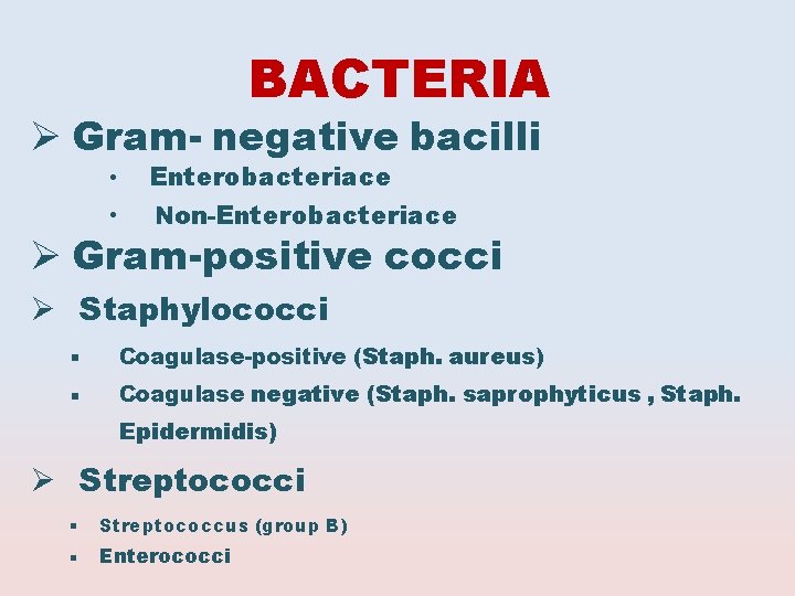 BACTERIA Gram- negative bacilli • Enterobacteriace • Non-Enterobacteriace Gram-positive cocci Staphylococci Coagulase-positive (Staph. aureus)