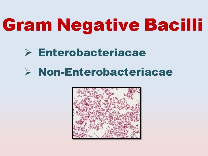 Gram Negative Bacilli Enterobacteriacae Non-Enterobacteriacae 