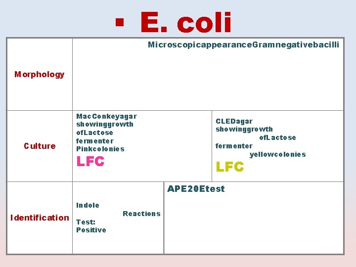  E. coli Microscopicappearance. Gramnegativebacilli Morphology Culture Mac. Conkeyagar showinggrowth of. Lactose fermenter Pinkcolonies