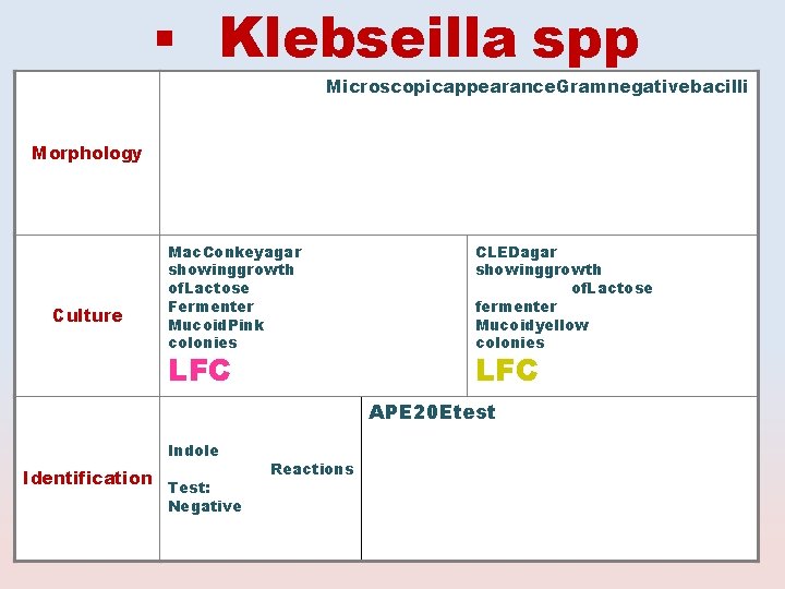  Klebseilla spp Microscopicappearance. Gramnegativebacilli Morphology Culture Mac. Conkeyagar showinggrowth of. Lactose Fermenter Mucoid.