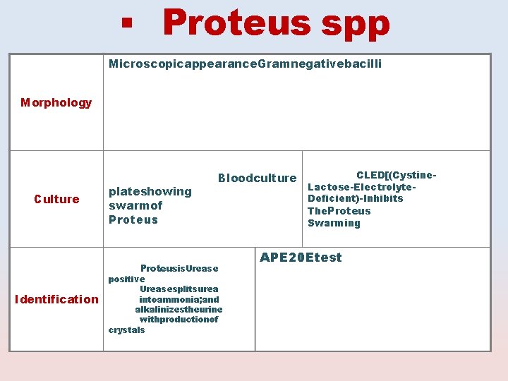  Proteus spp Microscopicappearance. Gramnegativebacilli Morphology Culture plateshowing swarmof Bloodculture Proteus Identification Proteusis. Urease