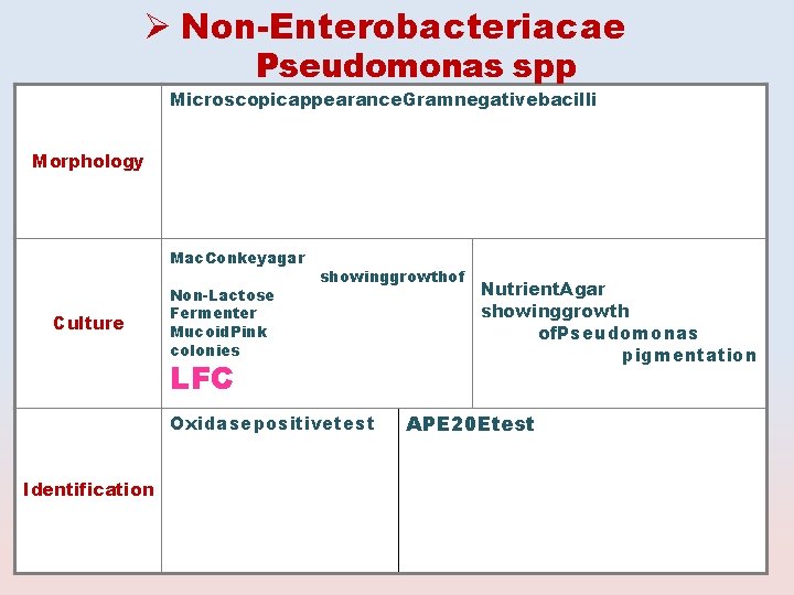  Non-Enterobacteriacae Pseudomonas spp Microscopicappearance. Gramnegativebacilli Morphology Mac. Conkeyagar Culture Non-Lactose Fermenter Mucoid. Pink