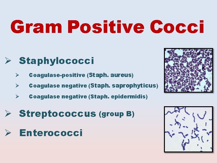 Gram Positive Cocci Staphylococci Coagulase-positive (Staph. aureus) Coagulase negative (Staph. saprophyticus) Coagulase negative (Staph.
