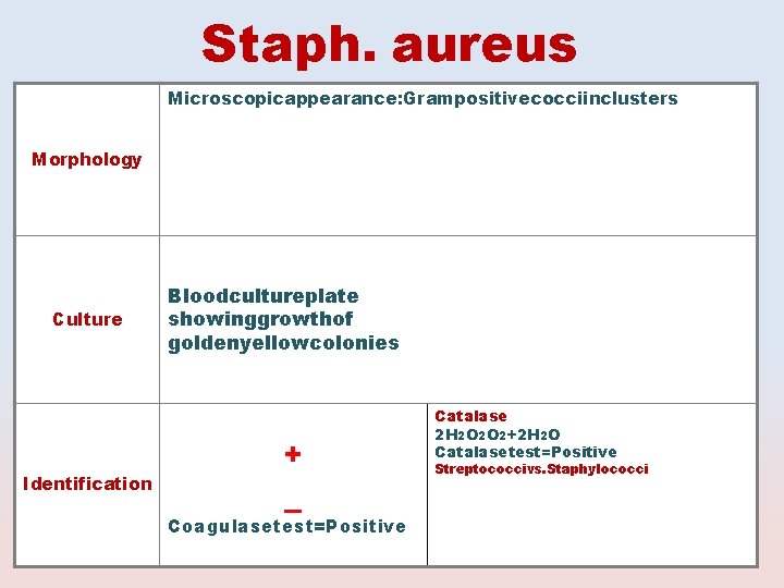 Staph. aureus Microscopicappearance: Grampositivecocciinclusters Morphology Culture Identification Bloodcultureplate showinggrowthof goldenyellowcolonies + _ Coagulasetest=Positive Catalase