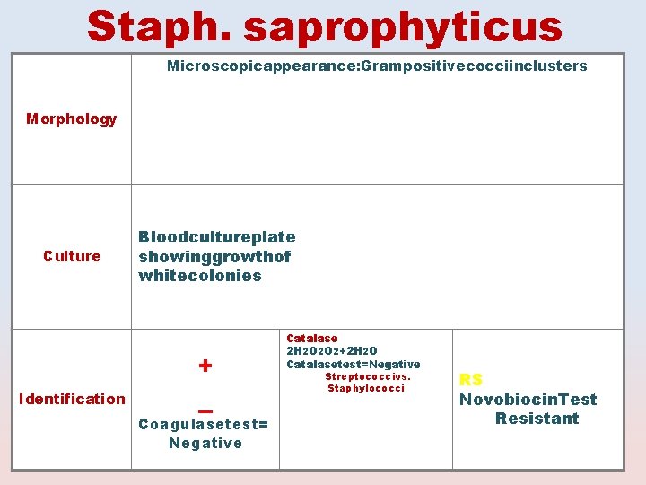 Staph. saprophyticus Microscopicappearance: Grampositivecocciinclusters Morphology Culture Identification Bloodcultureplate showinggrowthof whitecolonies + _ Coagulasetest= Negative