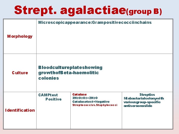 Strept. agalactiae(group B) Microscopicappearance: Grampositivecocciinchains Morphology Culture Bloodcultureplateshowing growthof. Beta-haemolitic colonies CAMPtest Positive Catalase