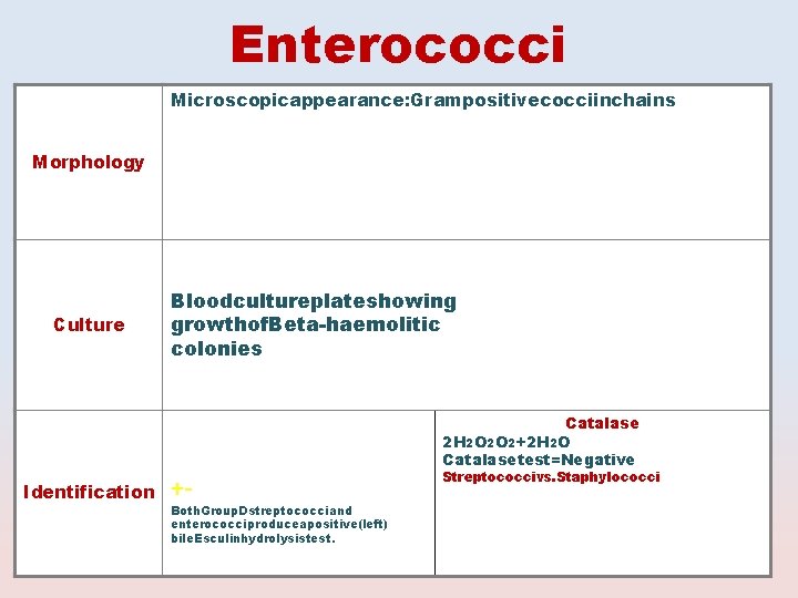 Enterococci Microscopicappearance: Grampositivecocciinchains Morphology Culture Identification Bloodcultureplateshowing growthof. Beta-haemolitic colonies ++- Both. Group. Dstreptococciand