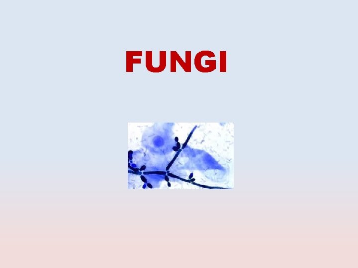 FUNGI 