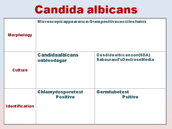 Candida albicans Microscopicappearance: Grampositivecocciinchains Morphology Candidaalbicanson(SDA) Chlamydosporetest Positive Germtubetest Psitive onbloodagar Sabouraud's. Dextrose. Media