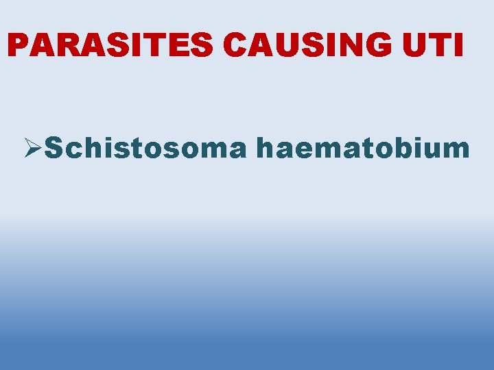PARASITES CAUSING UTI Schistosoma haematobium 
