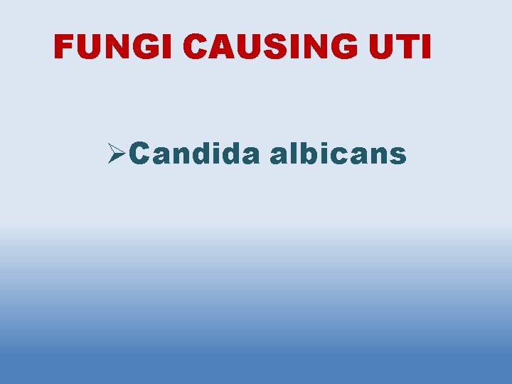 FUNGI CAUSING UTI Candida albicans 