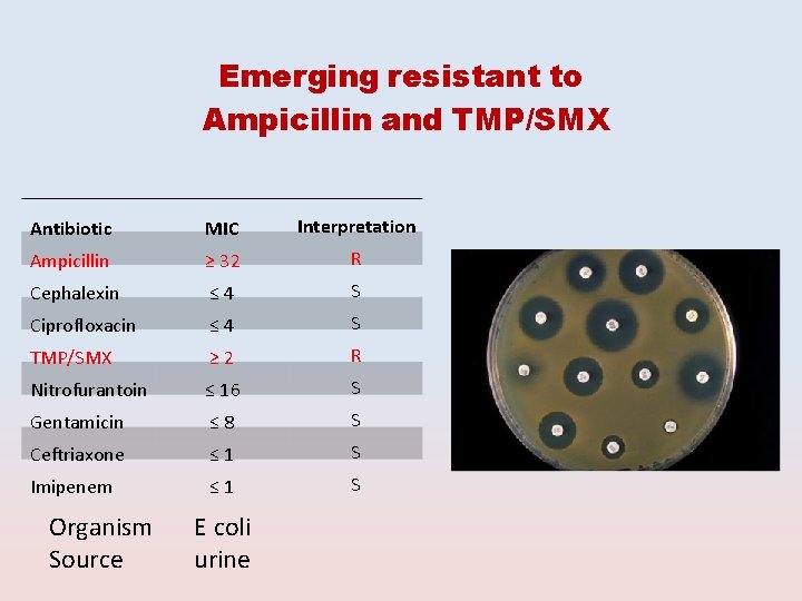 Emerging resistant to Ampicillin and TMP/SMX Antibiotic MIC Interpretation Ampicillin ≥ 32 R Cephalexin