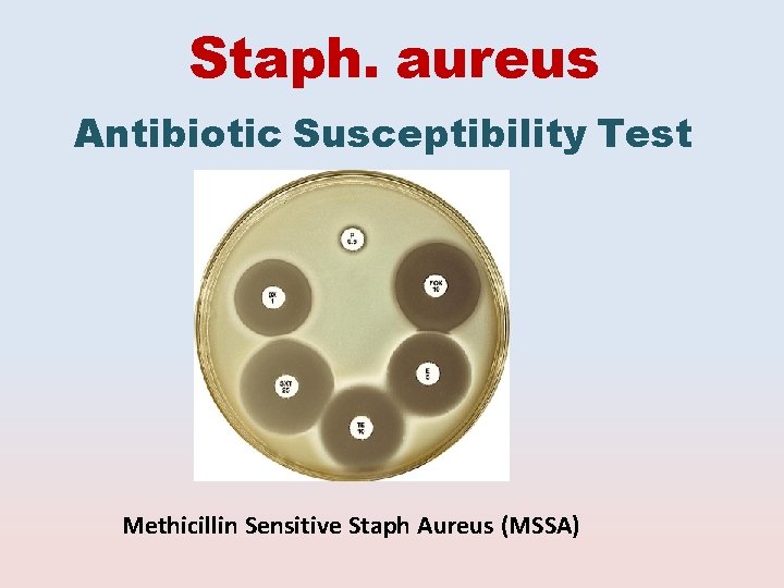 Staph. aureus Antibiotic Susceptibility Test Methicillin Sensitive Staph Aureus (MSSA) 