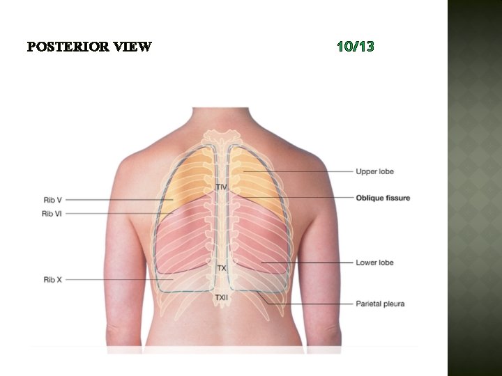 POSTERIOR VIEW 10/13 