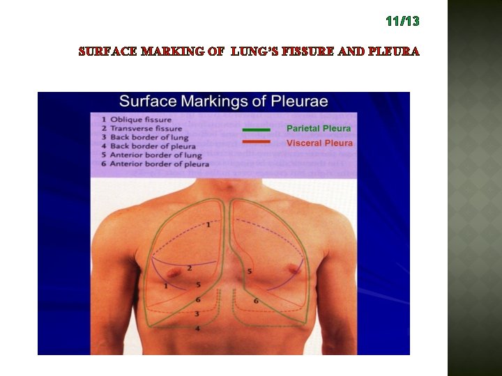 11/13 SURFACE MARKING OF LUNG’S FISSURE AND PLEURA 