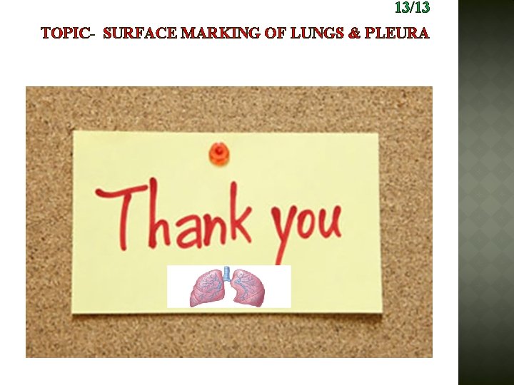 13/13 TOPIC- SURFACE MARKING OF LUNGS & PLEURA 