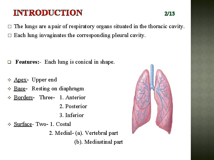 INTRODUCTION � � q v v 2/13 The lungs are a pair of respiratory