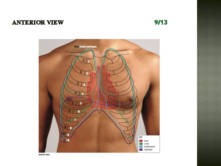 ANTERIOR VIEW 9/13 