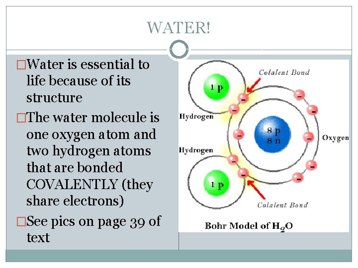 WATER! �Water is essential to life because of its structure �The water molecule is