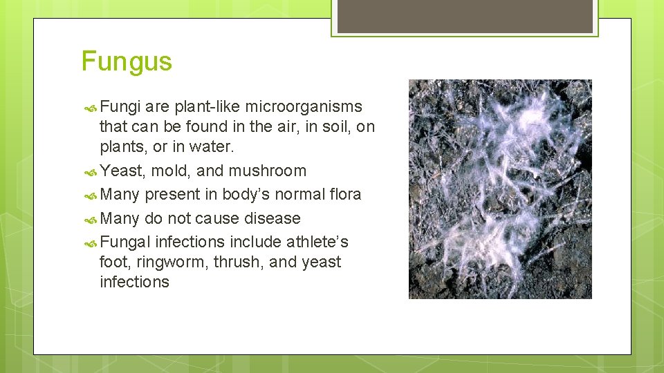 Fungus Fungi are plant-like microorganisms that can be found in the air, in soil,