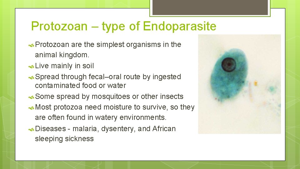 Protozoan – type of Endoparasite Protozoan are the simplest organisms in the animal kingdom.