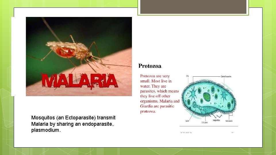 Mosquitos (an Ectoparasite) transmit Malaria by sharing an endoparasite, plasmodium. 