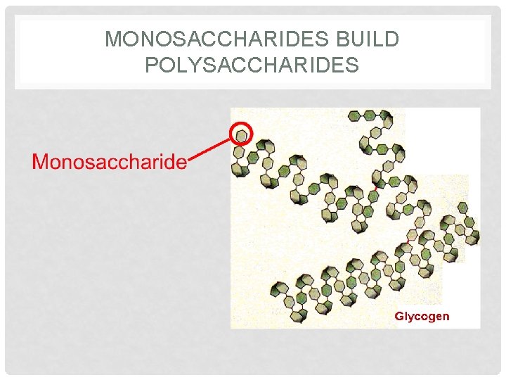 MONOSACCHARIDES BUILD POLYSACCHARIDES 