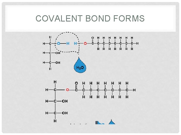 COVALENT BOND FORMS 