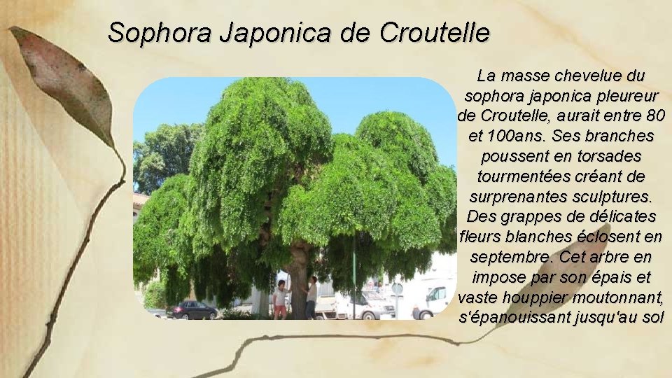 Sophora Japonica de Croutelle La masse chevelue du sophora japonica pleureur de Croutelle, aurait