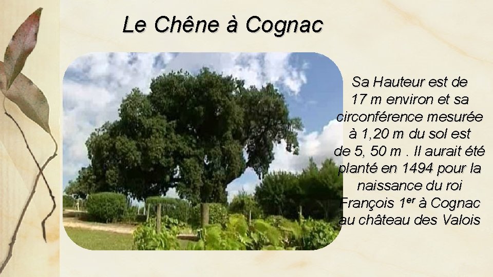 Le Chêne à Cognac Sa Hauteur est de 17 m environ et sa circonférence