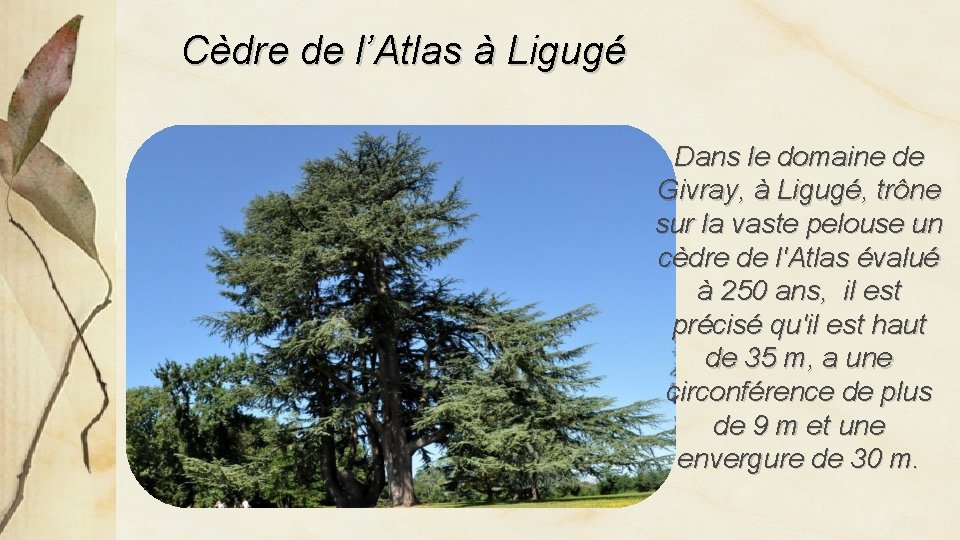 Cèdre de l’Atlas à Ligugé Dans le domaine de Givray, à Ligugé, trône sur