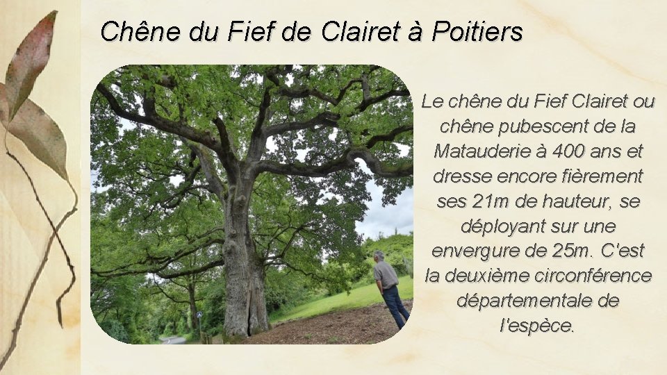 Chêne du Fief de Clairet à Poitiers Le chêne du Fief Clairet ou chêne