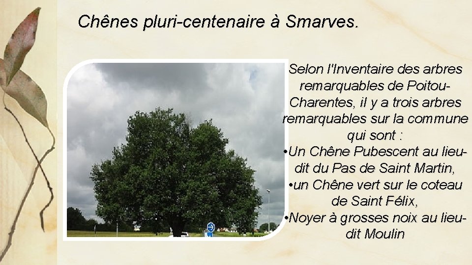 Chênes pluri-centenaire à Smarves. Selon l'Inventaire des arbres remarquables de Poitou. Charentes, il y