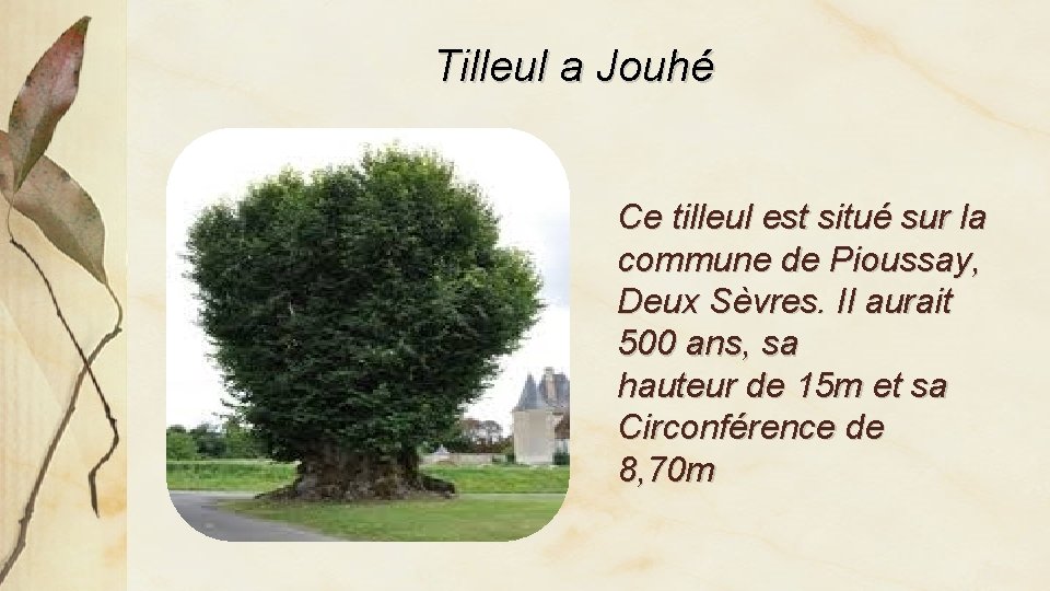 Tilleul a Jouhé Ce tilleul est situé sur la commune de Pioussay, Deux Sèvres.